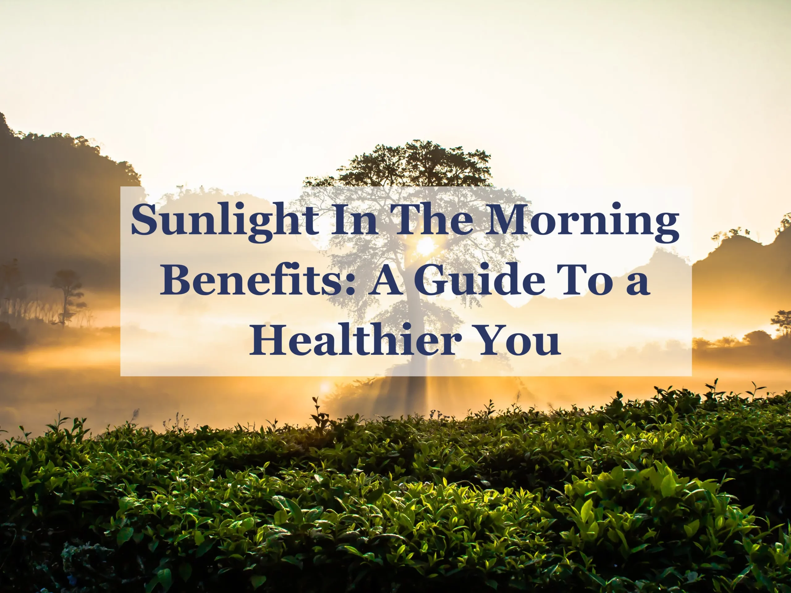 sunlight in the morning benefits